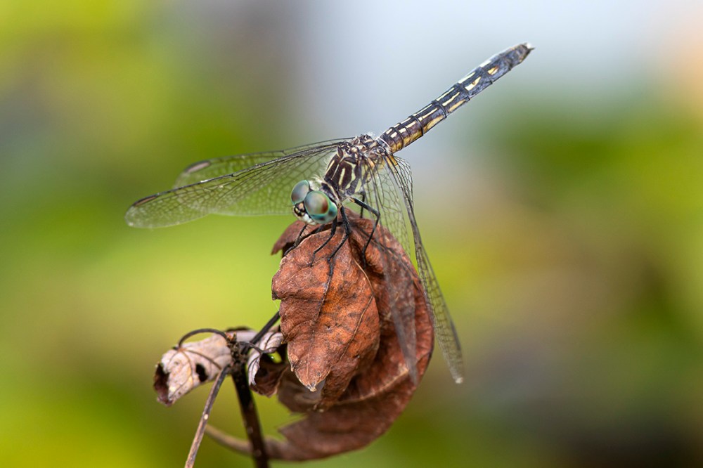 Blue_Dasher_FM_8_19_v2_76A1841