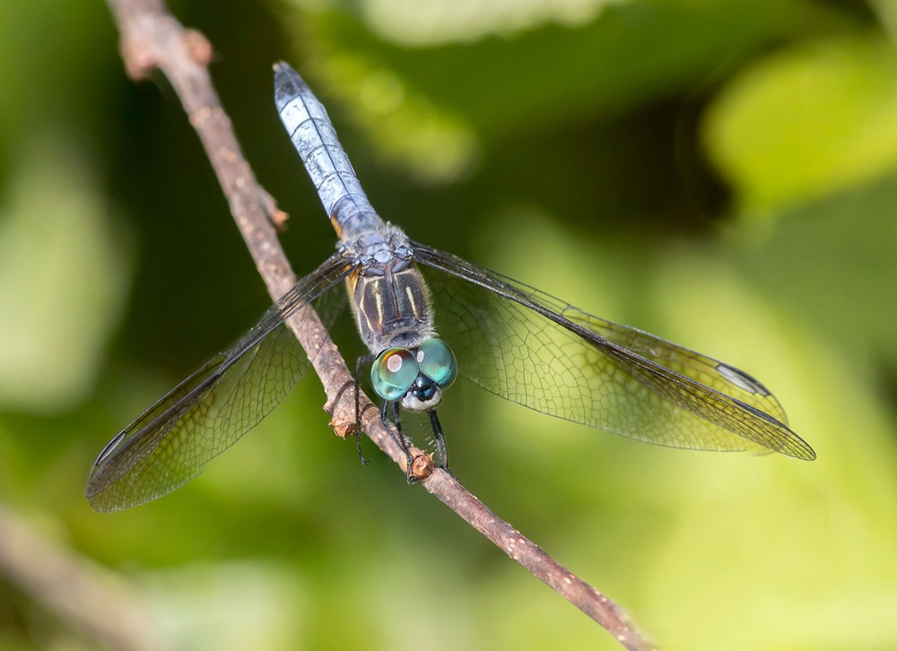 Blue_Dasher_Male_DM 2img_stk_v2