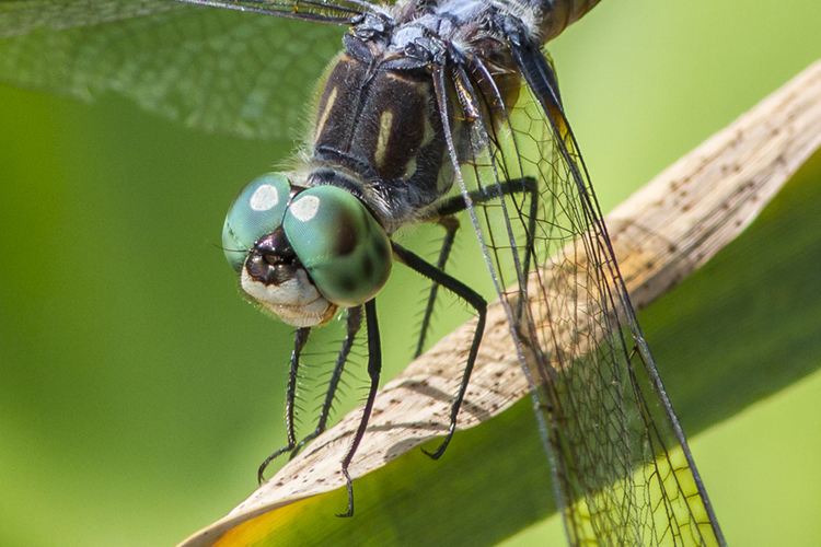 BlueDasher CU v3 2imgStk_DM 7 17