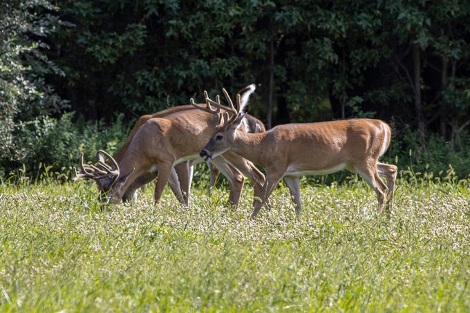 Deer_Males_v2_PP_8_19_76A5167