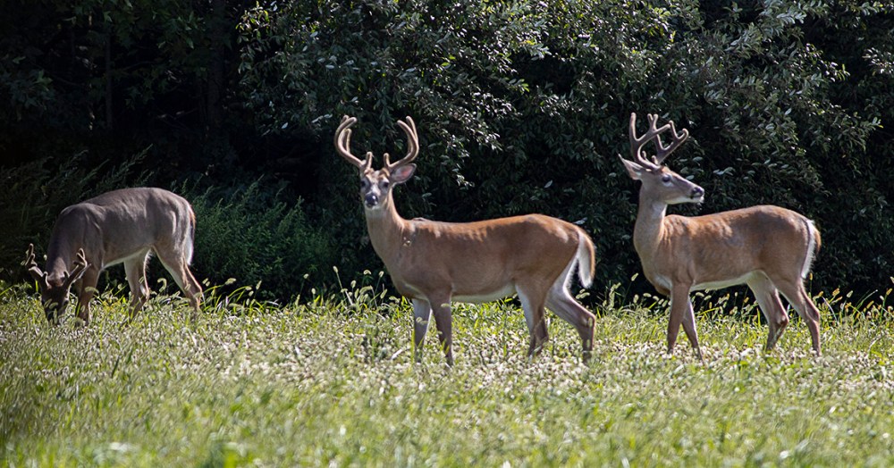 Deer_PP_v1_8_19_76A5116