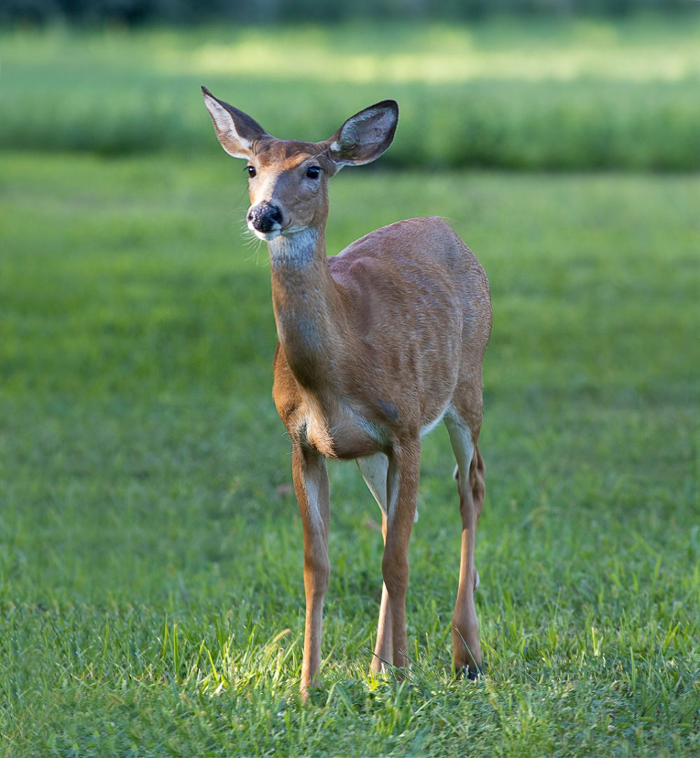 Doe_PP_v3_8_19_5img_stk v2