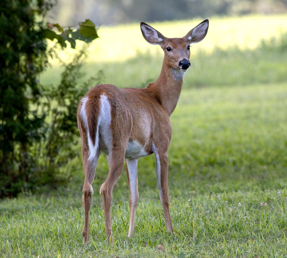 Doe_v2_PP_600mm_2img_pano_v2_8 19