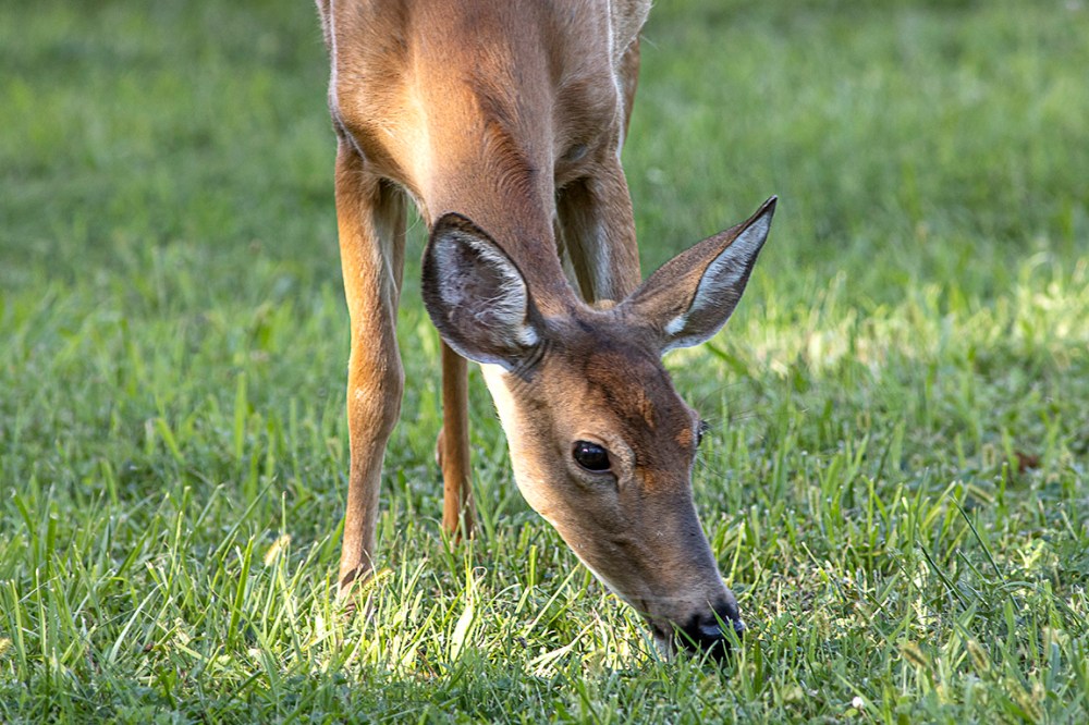 Doe_v2_PP_8_19_600mm_76A5720