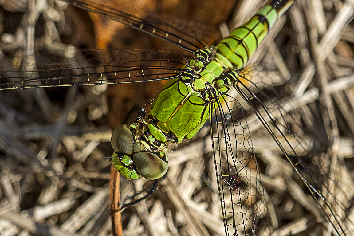 Eastern Pondhawk V3_MG_2625