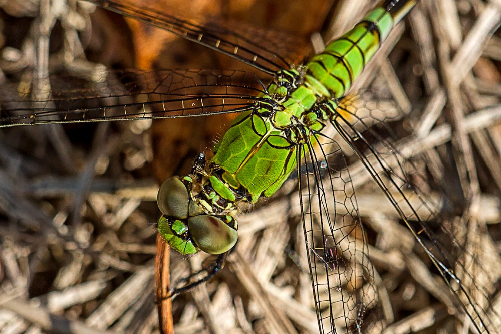 Eastern Pondhawk V3_MG_2625
