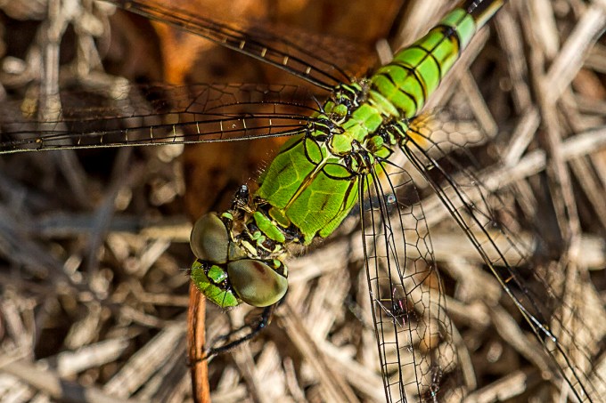 Eastern Pondhawk V3_MG_2625