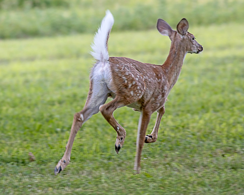 Fawn_v1_PP_8_19_76A5843