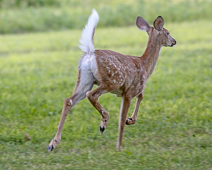 Fawn_v1_PP_8_19_76A5843