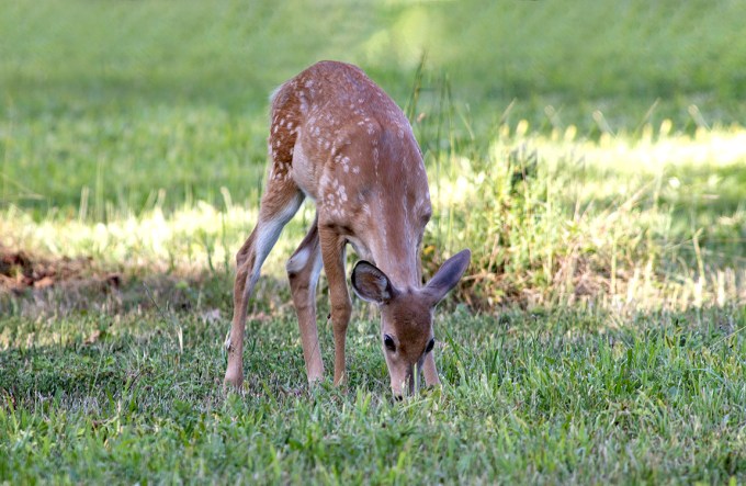 Fawn_v3_PP_600mm_2imgStk_76A5731