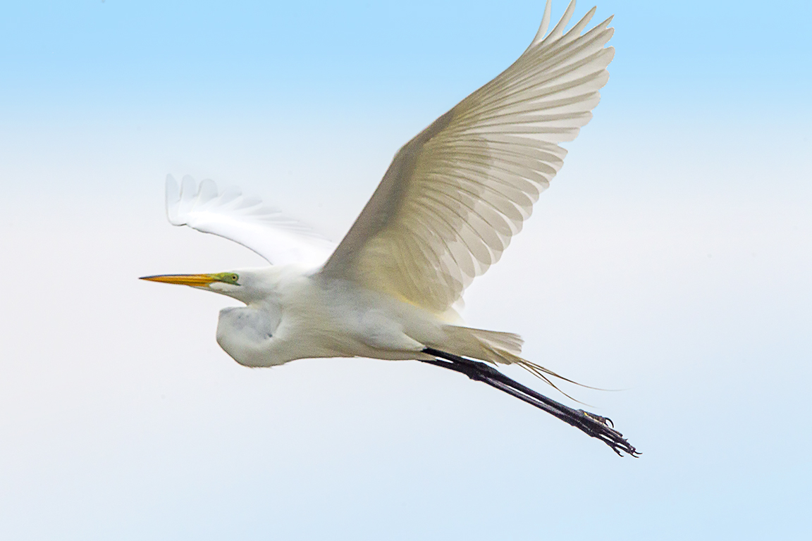 GE_DD_v3_400mm_w1_4X_43G8987