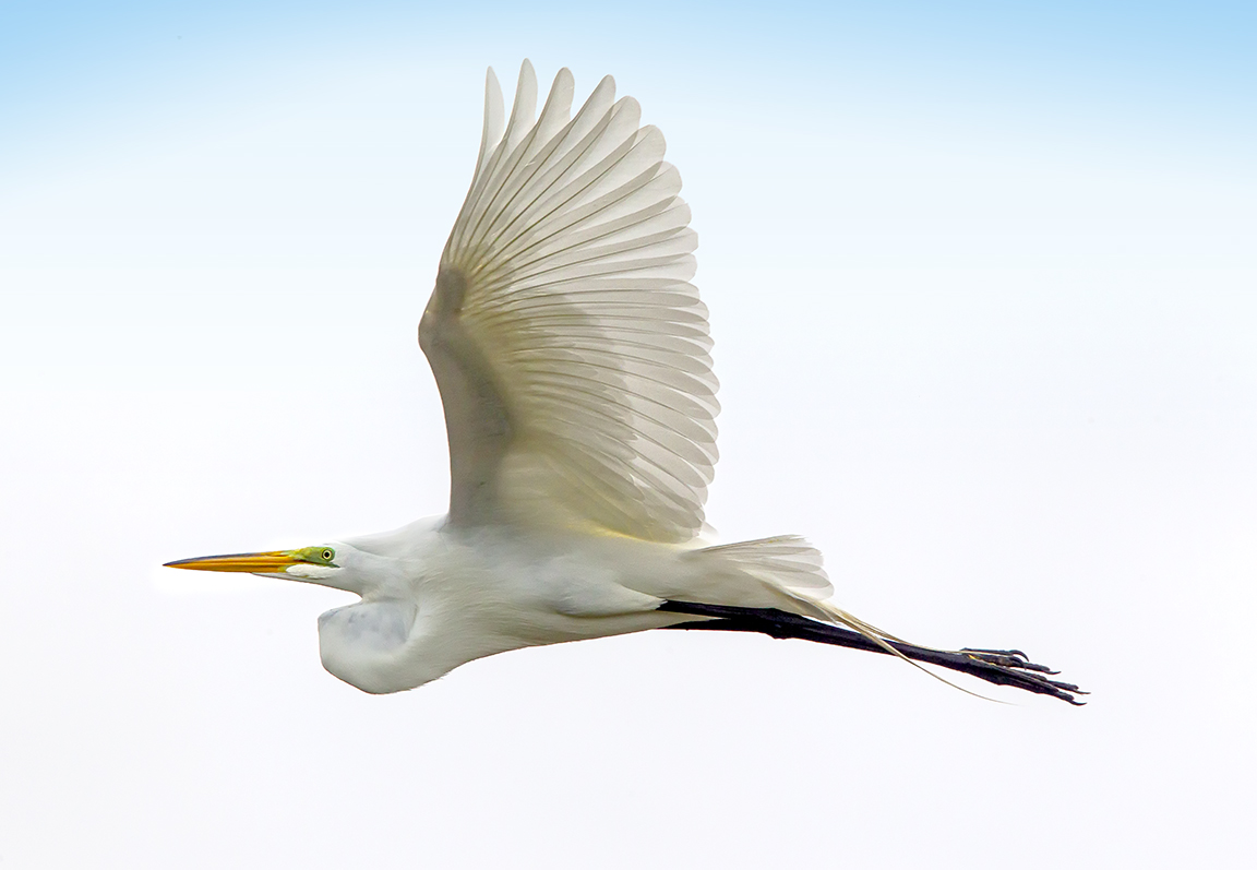 GE_FlyBy_v5_1Dmk_IV_400mm_DO w 1.4x_43G8993