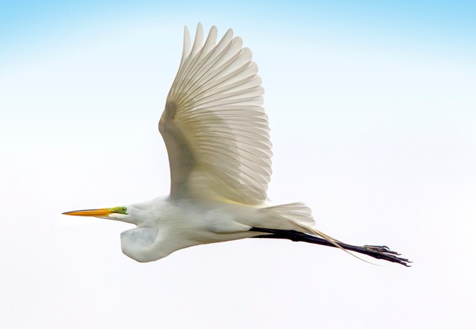 GE_FlyBy_v5_1Dmk_IV_400mm_DO w 1.4x_43G8993