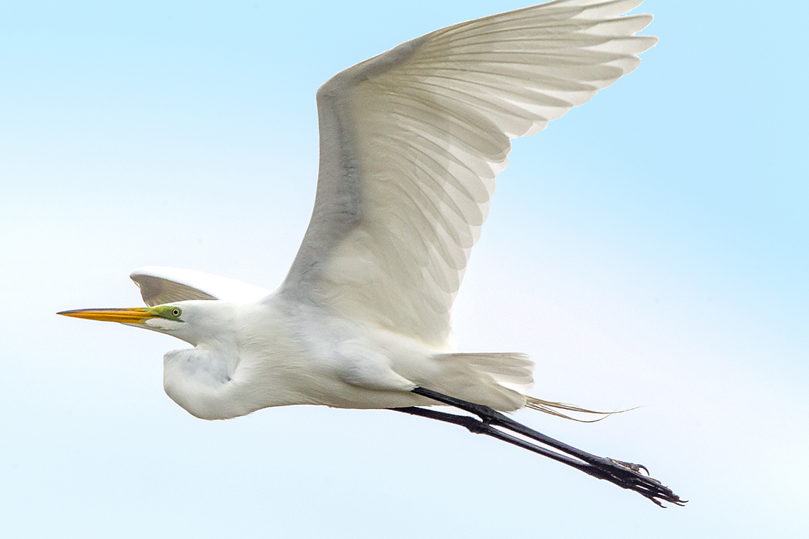 GE_v2_DD_2019_400mm_1_4X_43G8988