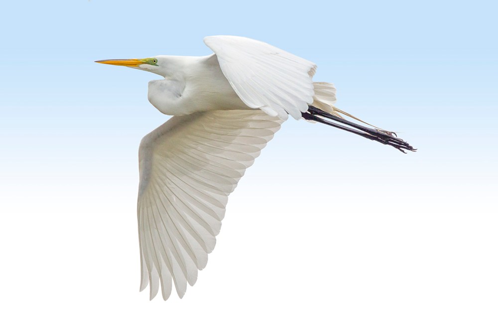 GE_V2_DD_400mm_1_4X_43G8990