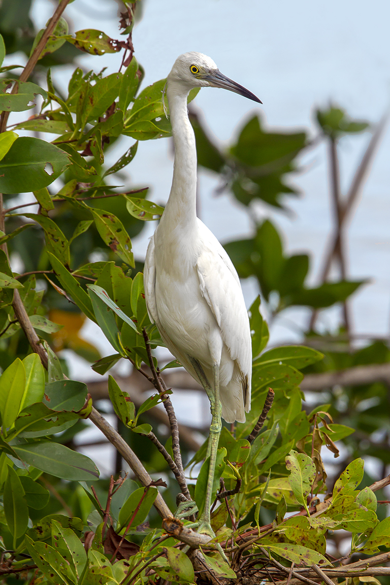 Lit_Blue_Heron_Immat_v7_DD 5_19_43G7699