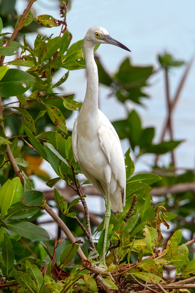 Lit_Blue_Heron_Immat_v7_DD 5_19_43G7699