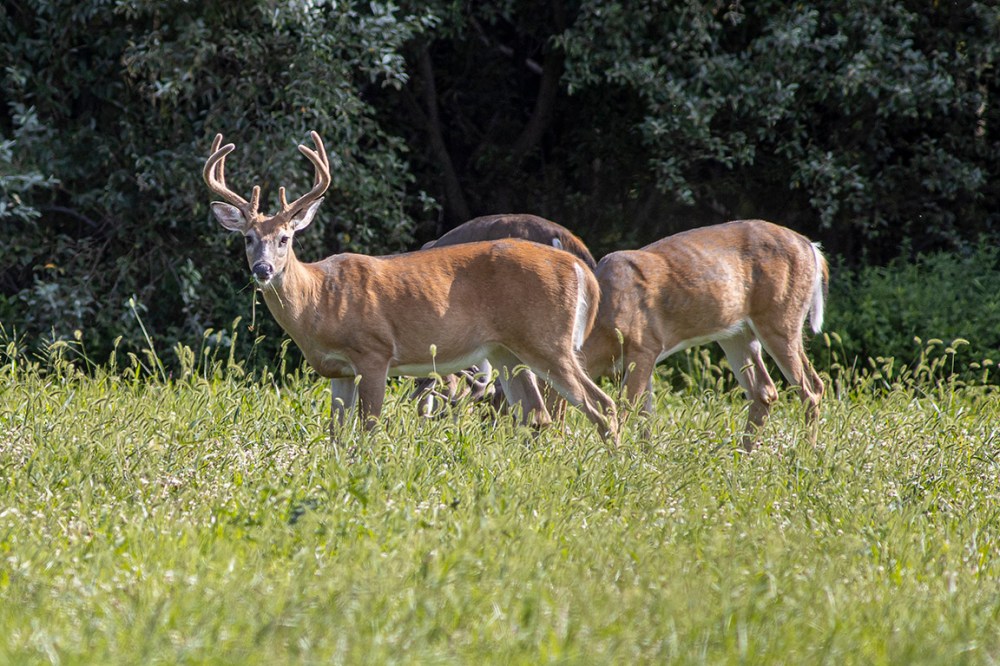 Male_Deer_v1_PP_8_19_76A5225