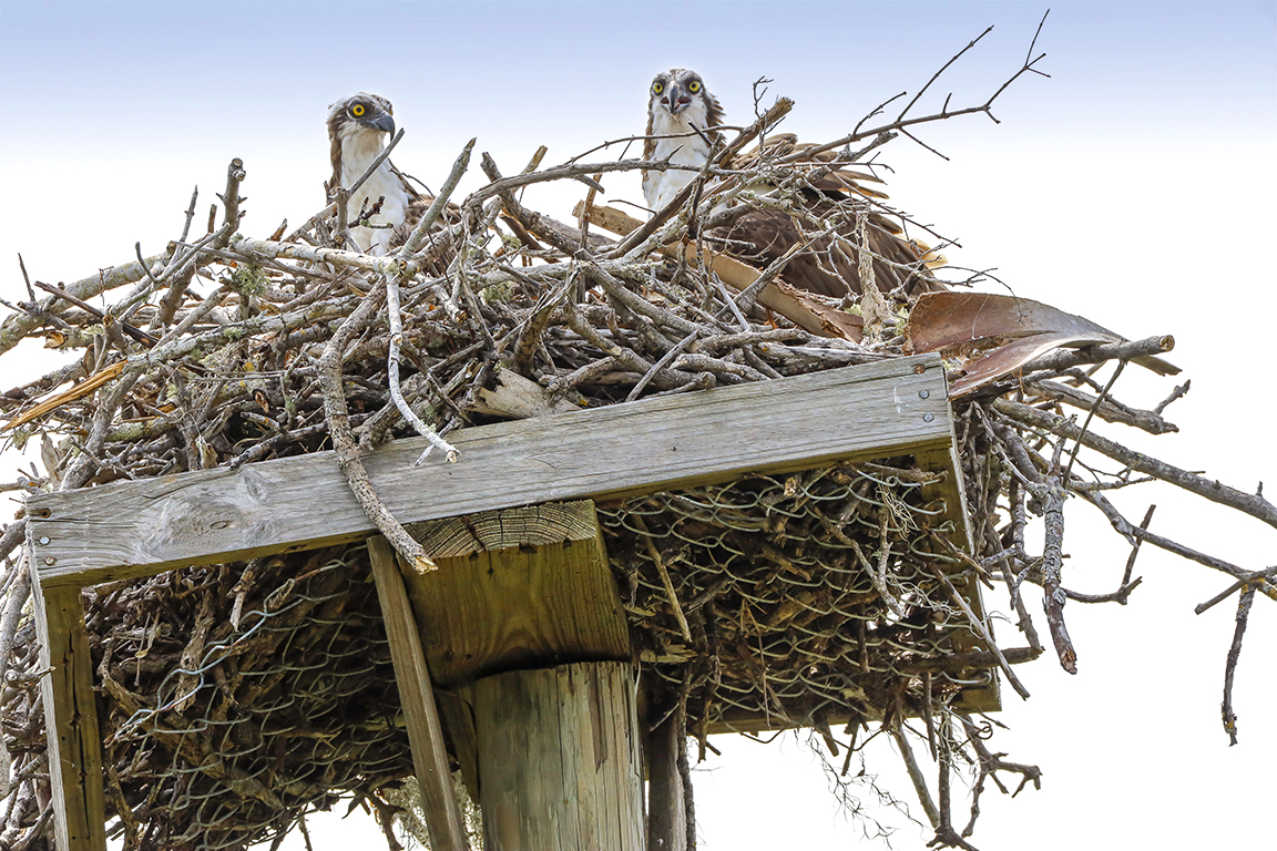 Osprey_Platform_nest_v1_DD_76A0910