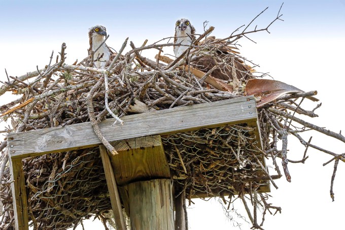 Osprey_Platform_nest_v1_DD_76A0910
