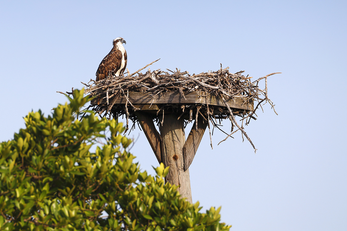 Osprey_Platform_v3_DD_5_19_76A0652