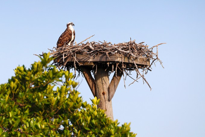 Osprey_Platform_v3_DD_5_19_76A0652