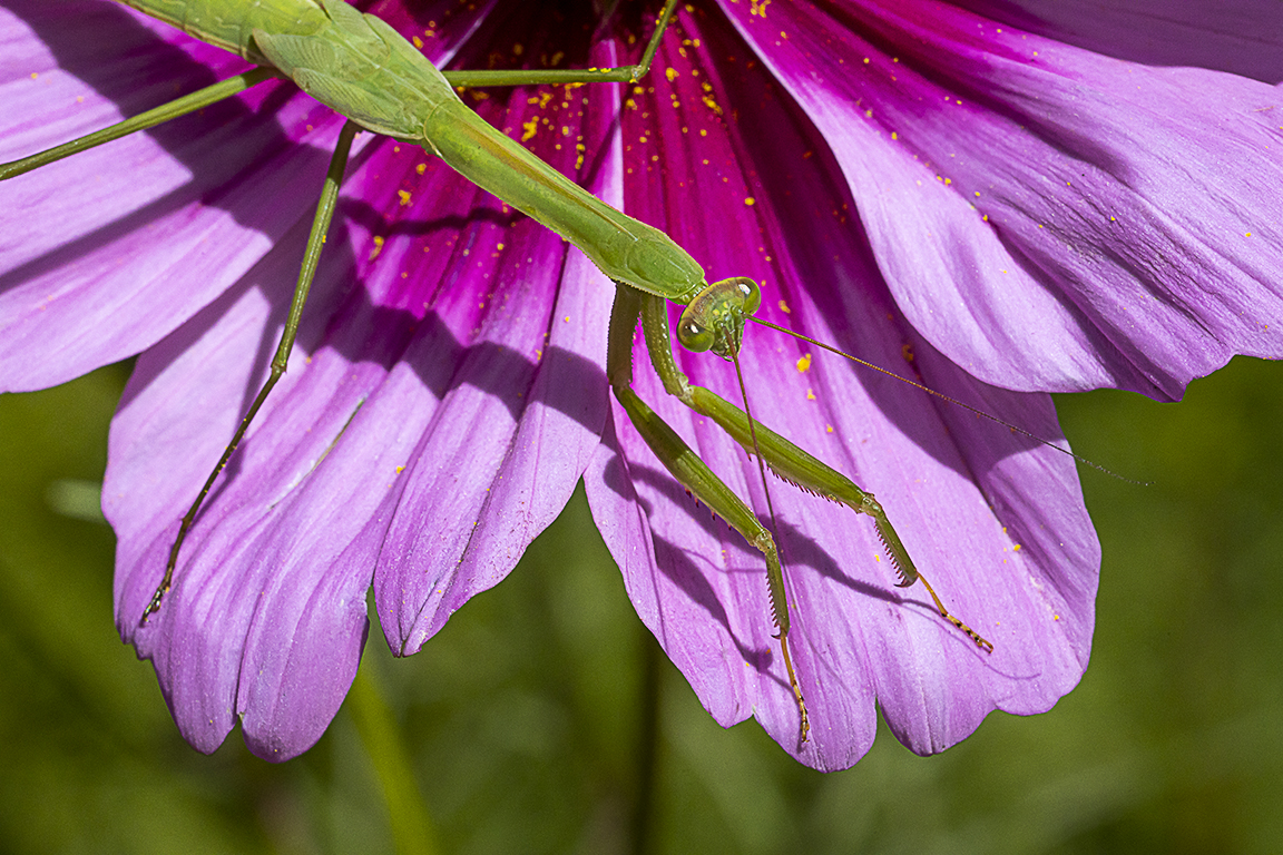 Praying Mantis on Cosmos_v1 _76A3494