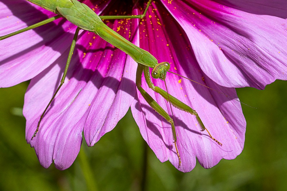 Praying Mantis on Cosmos_v1 _76A3494