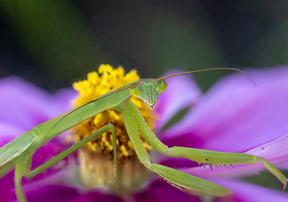 Praying_Mantis_5img stk_v6_6400_ISO_150mm_1_4X_6400_ISO