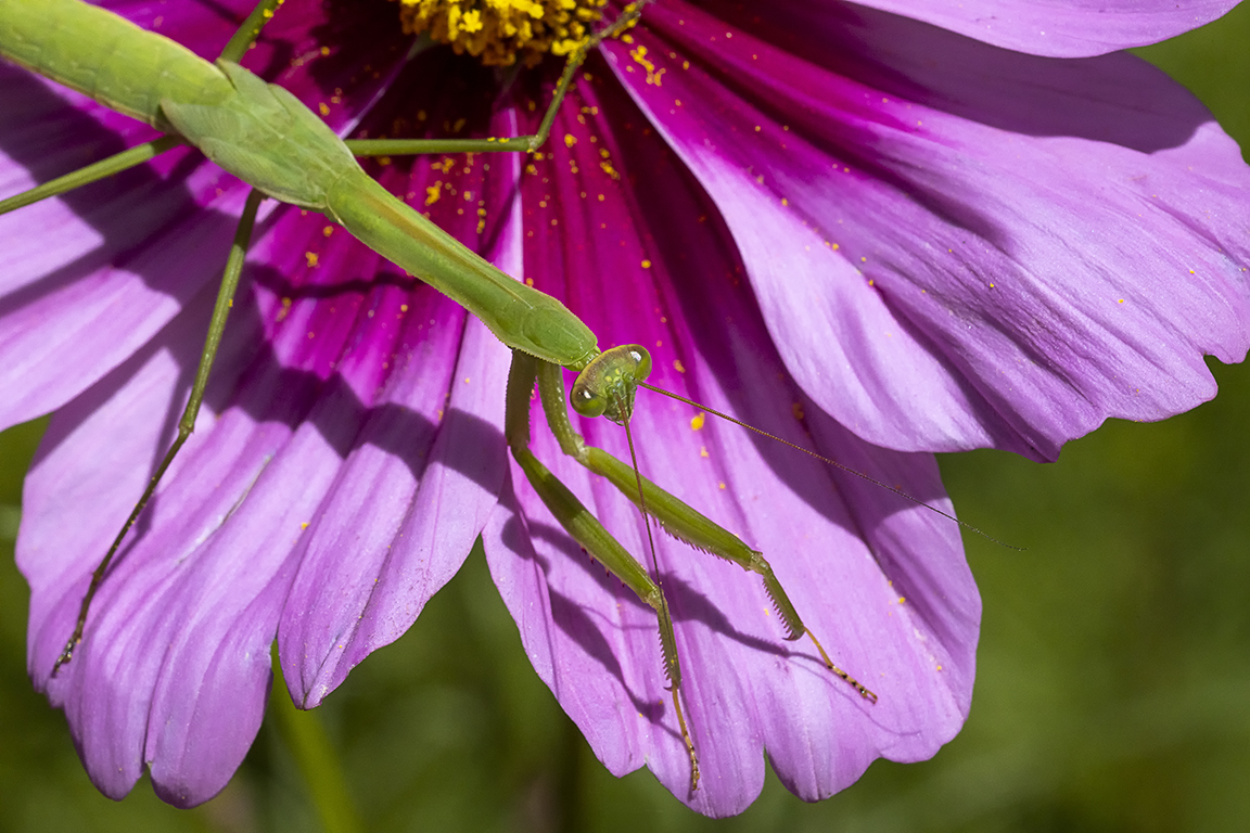 Praying_Mantis_CU_150mm_v2 76A3491