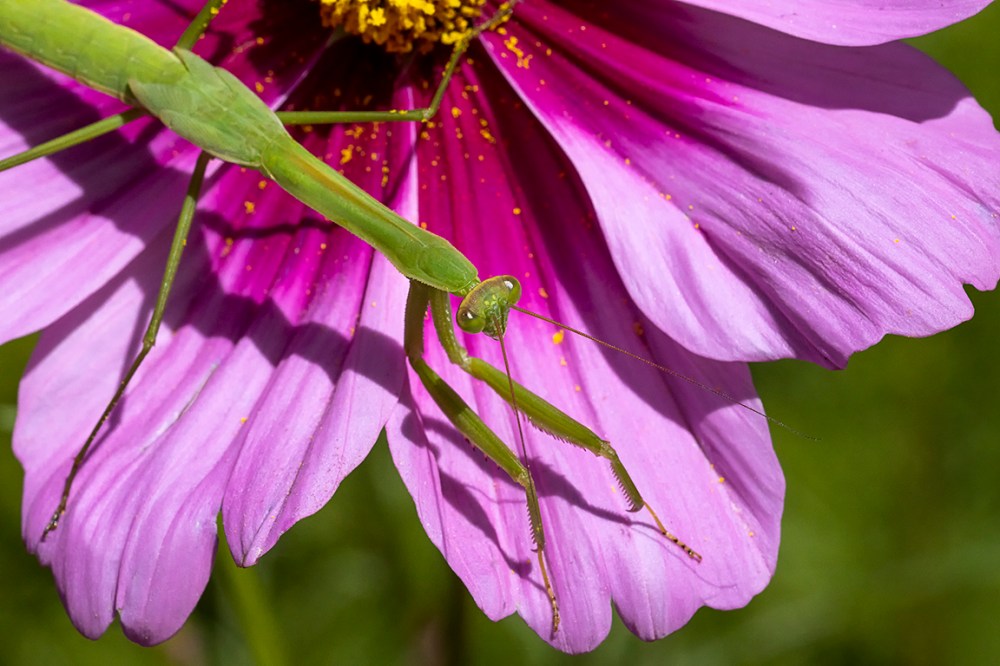 Praying_Mantis_CU_150mm_v2 76A3491