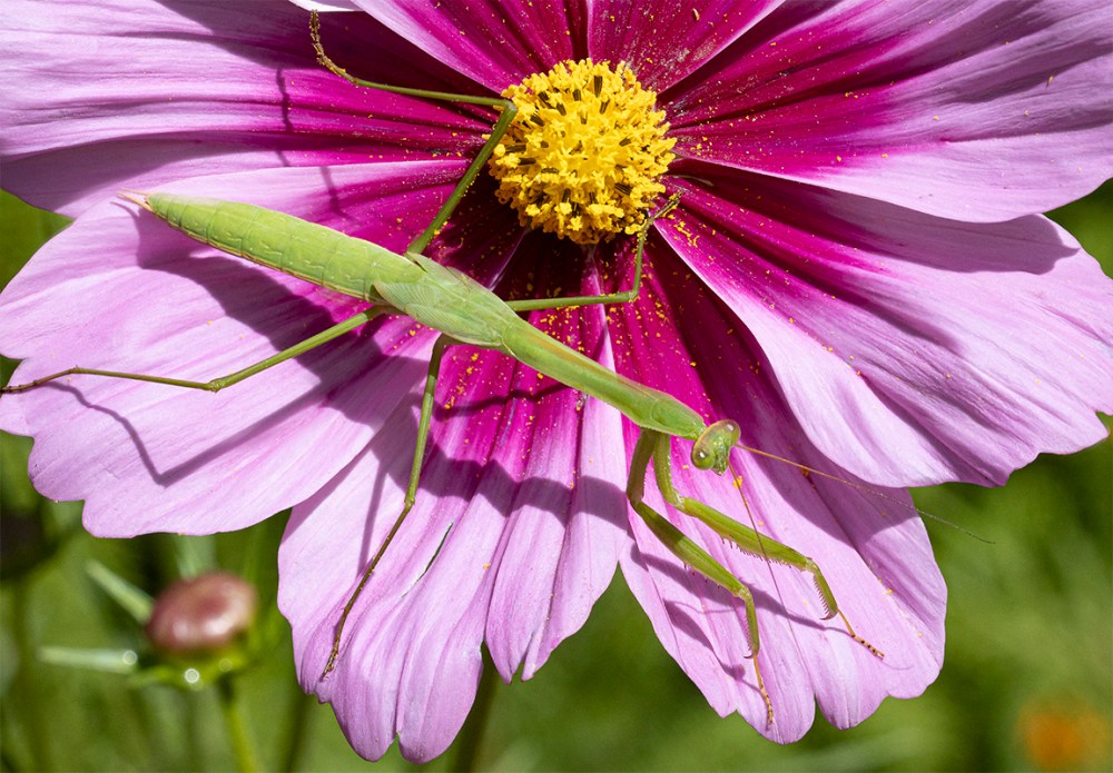 Praying_Mantis_vf2_1 image_8_19