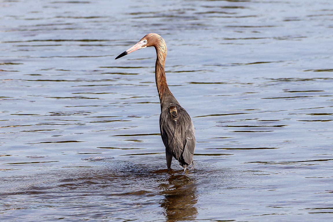 Reddish_Egret w_radio tracker_600mm_v2_76A0740