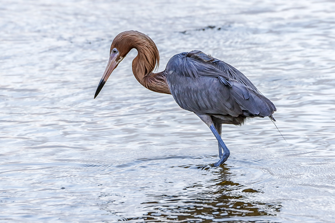 Reddish_Egret_v2_DD_5_19_400mm_1_4X_76A0440