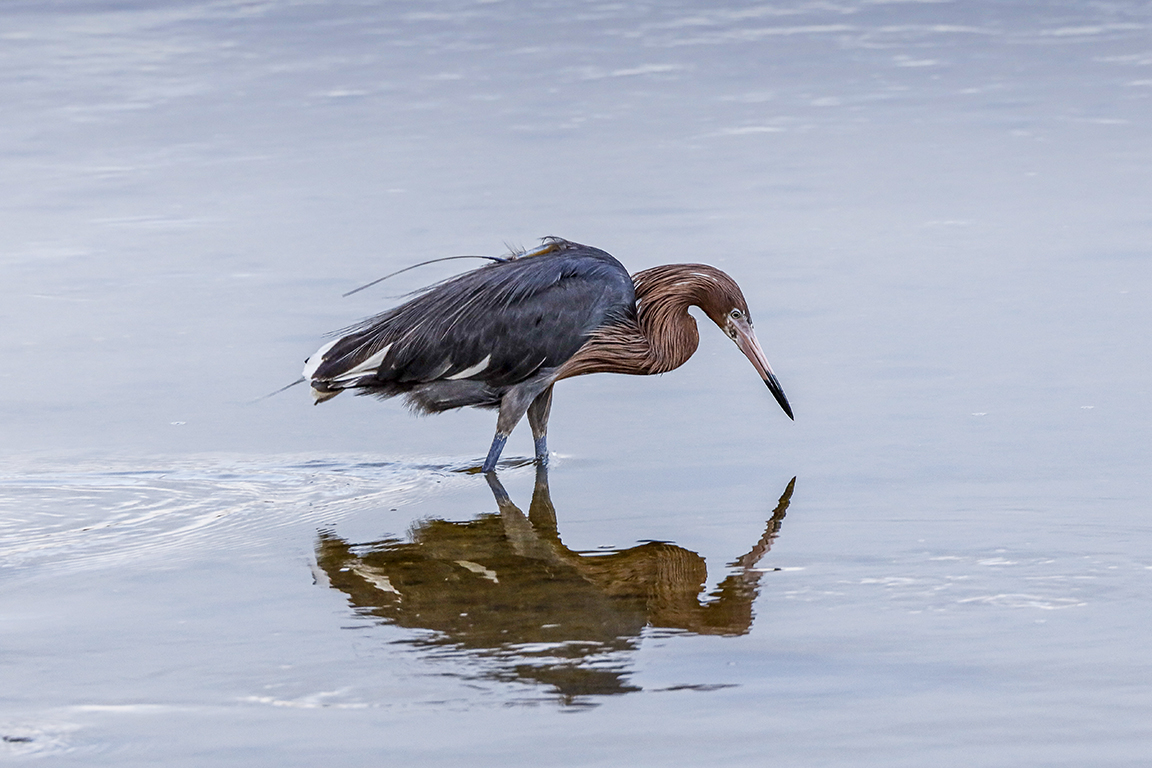 Reddish_Egret_v2_DD_5_19_400mm_1_4X__76A0471