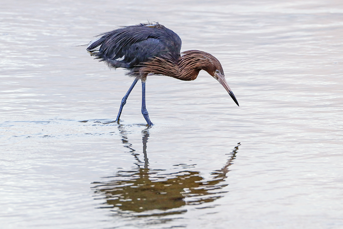 Reddish_Egret_v3_DD_5_19_400mm_1_4X__76A0443