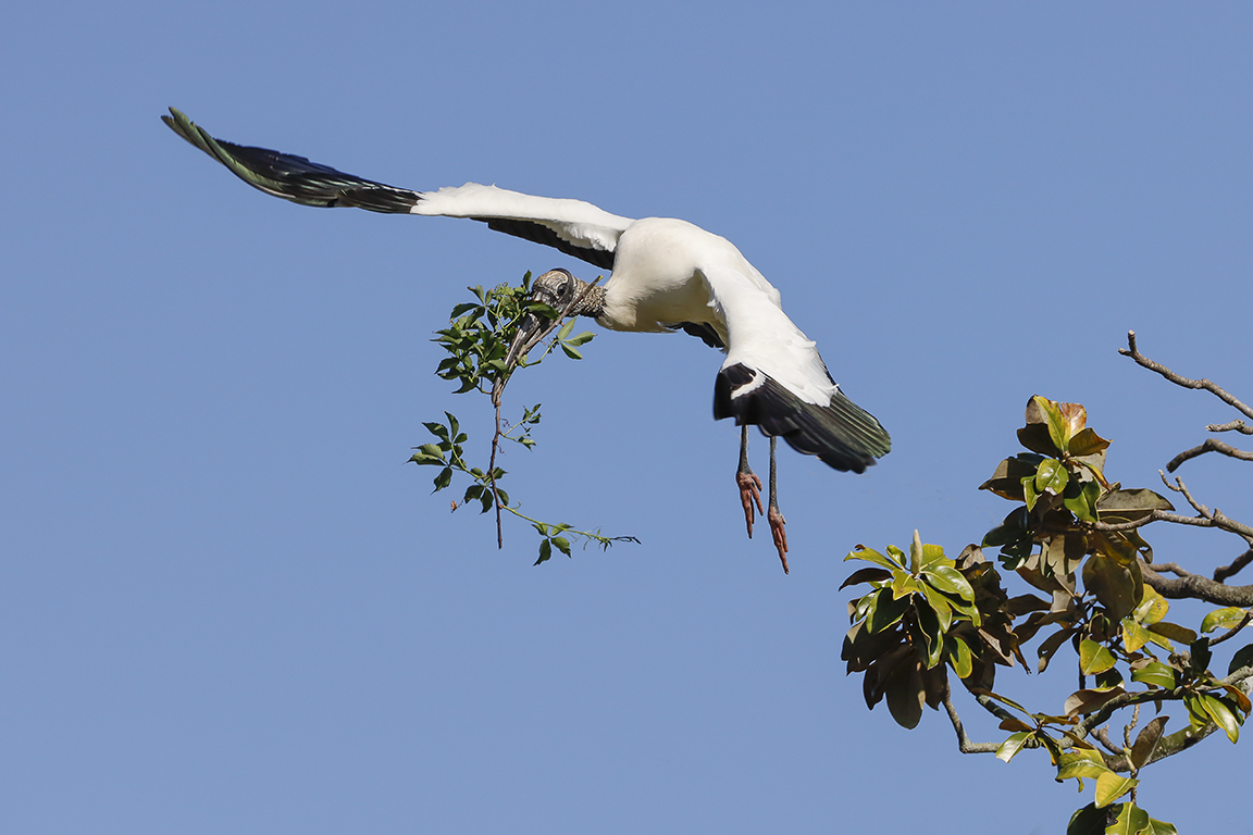 Wood_Stork_Nesting_Mat_v3_76A2402