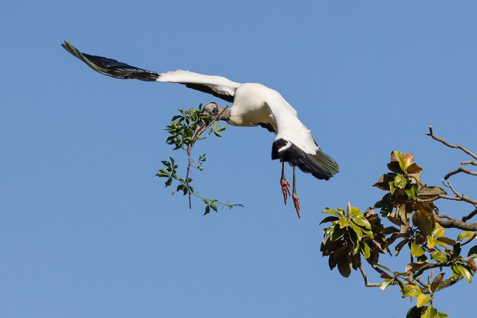 Wood_Stork_Nesting_Mat_v3_76A2402
