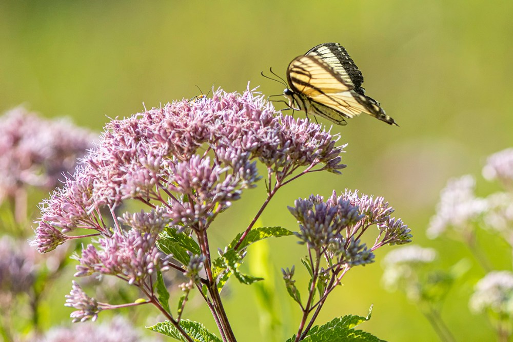Yellow Swallowtail v1_DM__76A2421