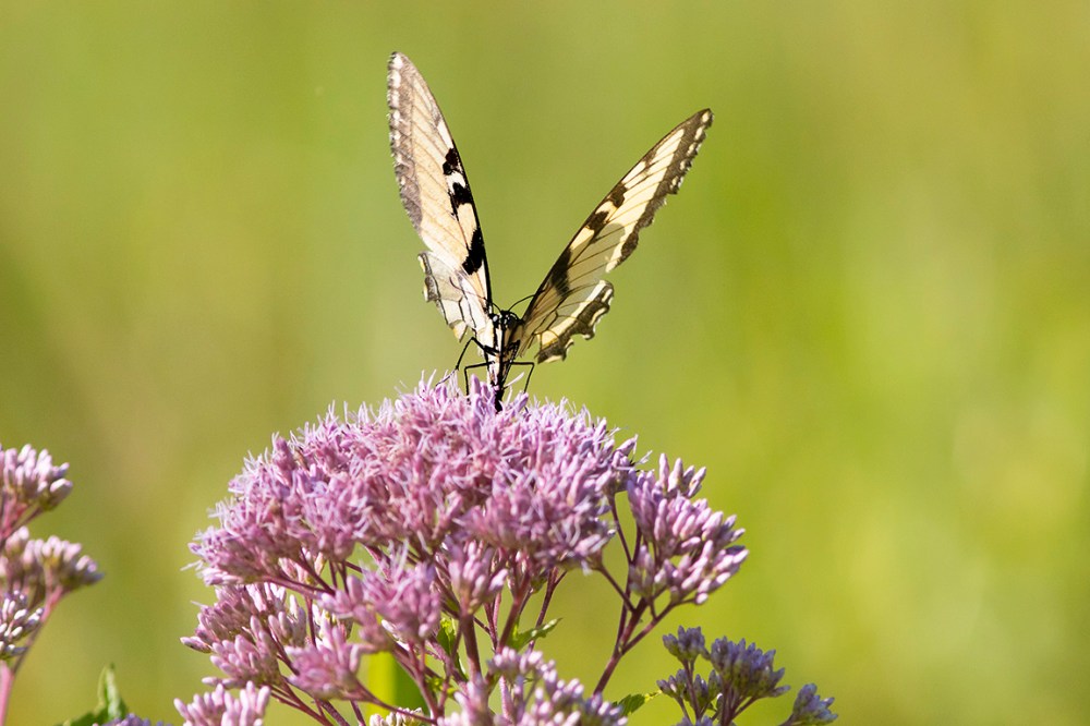 Yellow_Swallowtail_FM v2_DM__76A2394