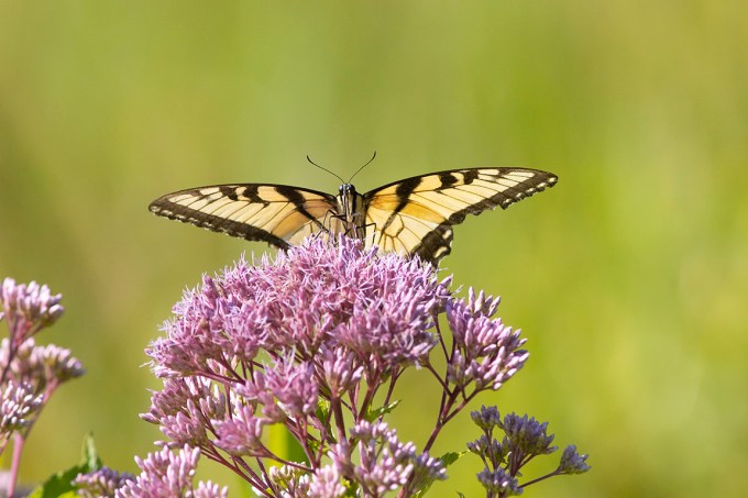 Yellow_Swallowtail_FM v4_DM__76A2392