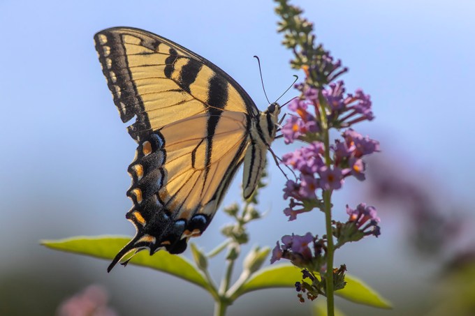 Yellow_Swallowtail_FM_v1_DM_76A2445