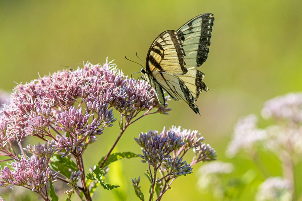 Yellow_Swallowtail_v1_DM_76A2414