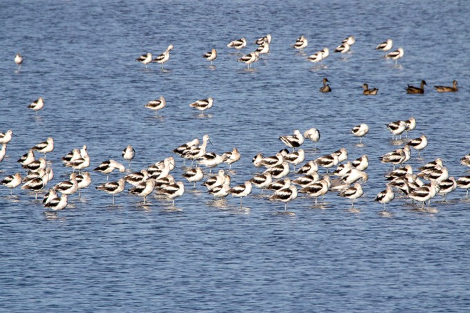 American_avocets_BH v2_9_19_76A9234