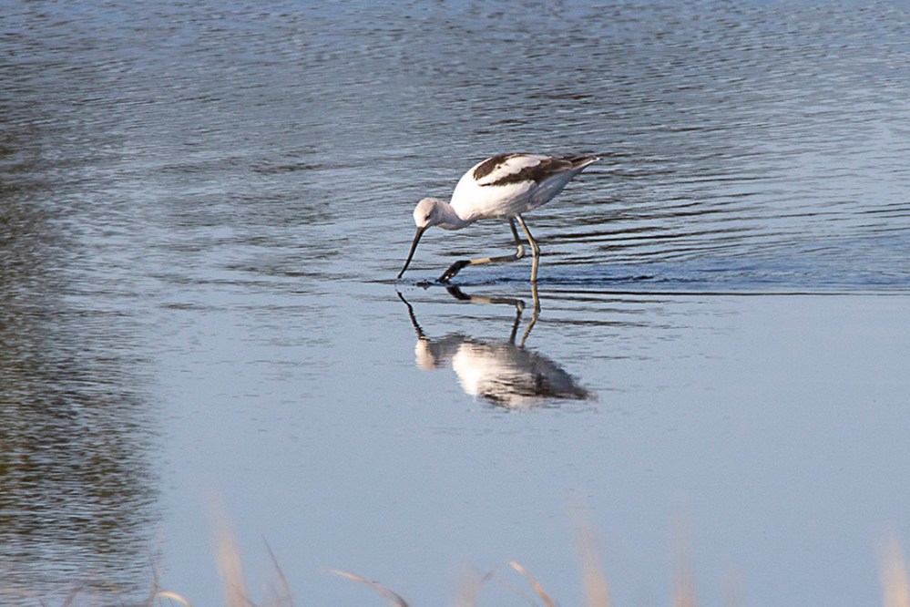 Avocet_v2_BH_9-19_1200mm_76A9283