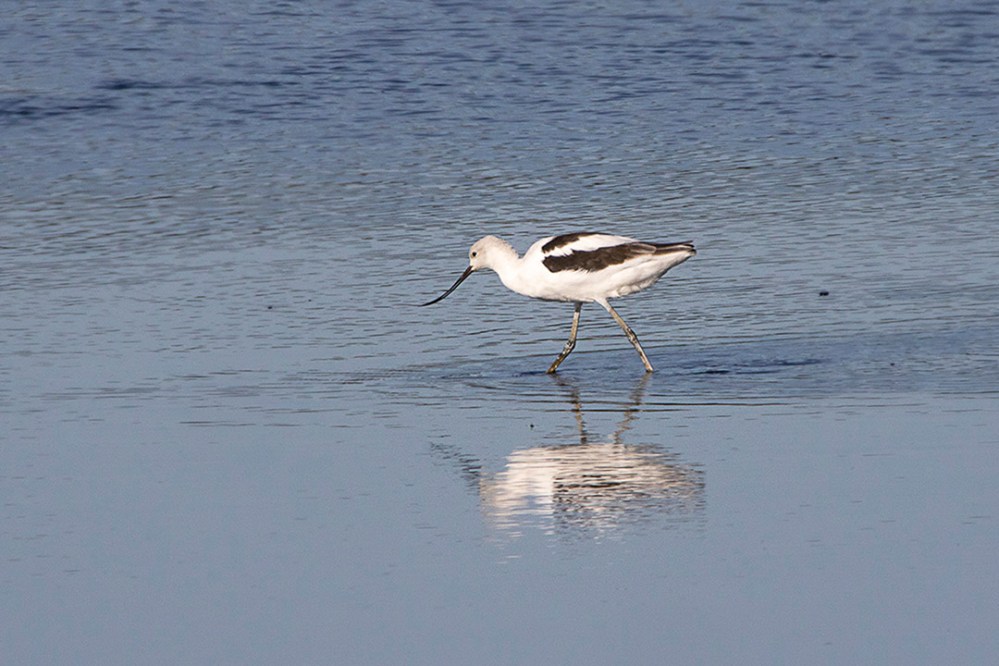 Avocet_v3_BH_1200mm_9_10_76A9280
