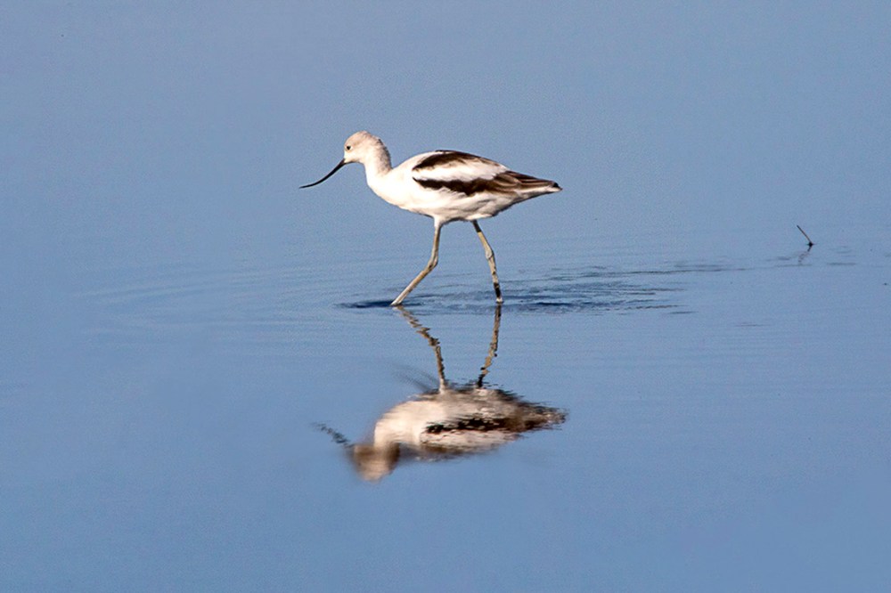 Avocet_v3_BH_9_19_76A9344