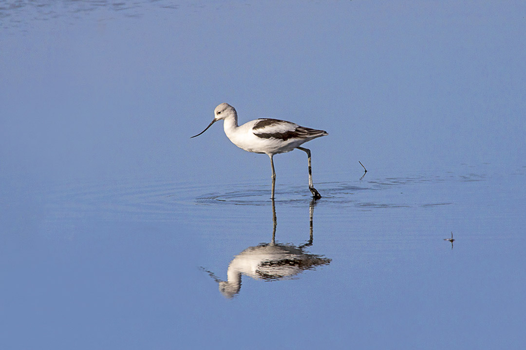 Avocet_v4_1200mm BH_9_19_76A9340