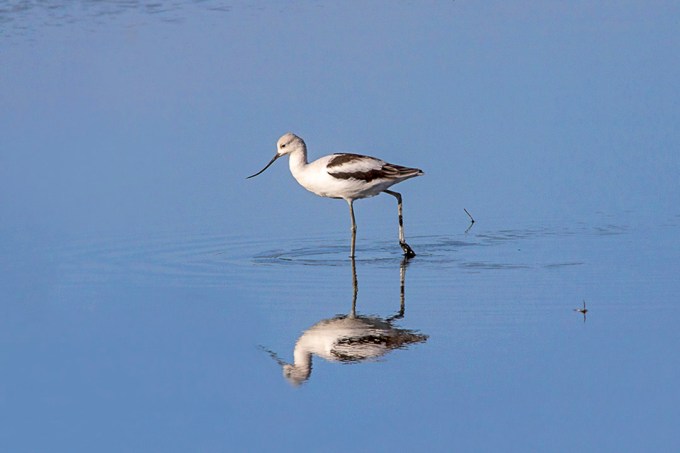 Avocet_v4_1200mm BH_9_19_76A9340