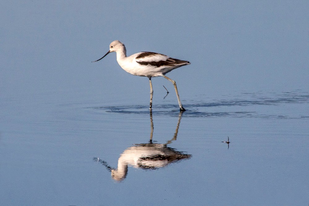 Avocet_v4_BH_9_19_1200mm_76A9336